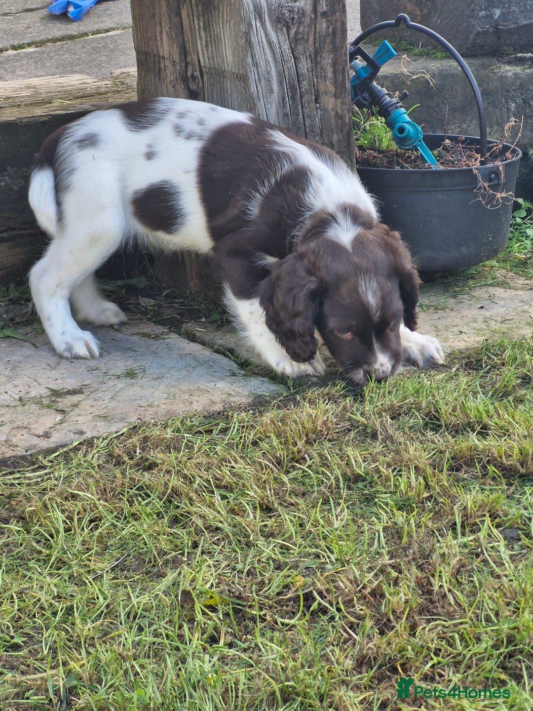 English Springer Spaniel dogs for sale: KC registered English Springer Spaniel - Image 25