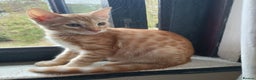 Mixed Breed cats for sale: G5 Asian Leopard Bengal X Kittens  - Advert 23