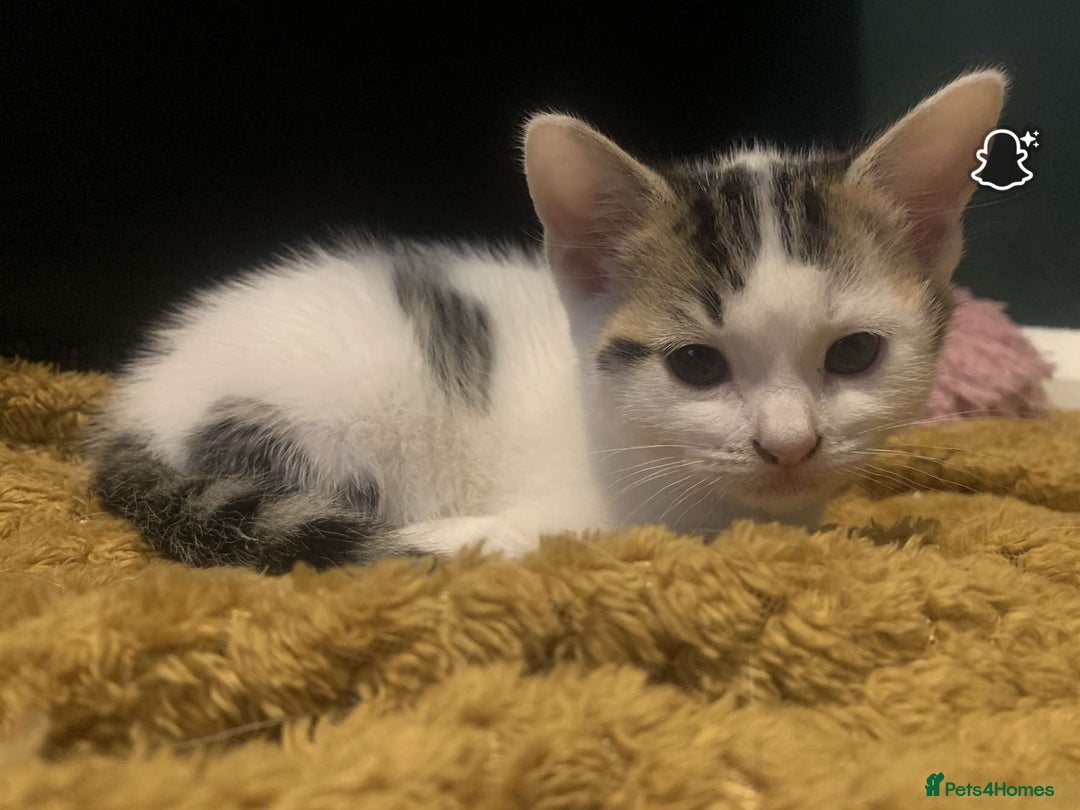 Mixed Breed cats for sale: Beautiful kittens  - Image 5