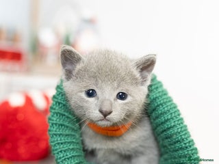 Russian Blue cats Pure Russian Blue Kittens, Silver Coat Green Eyes - Advert 2