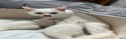 Turkish Angora cats for sale: White girl and black&white boy - Advert 1