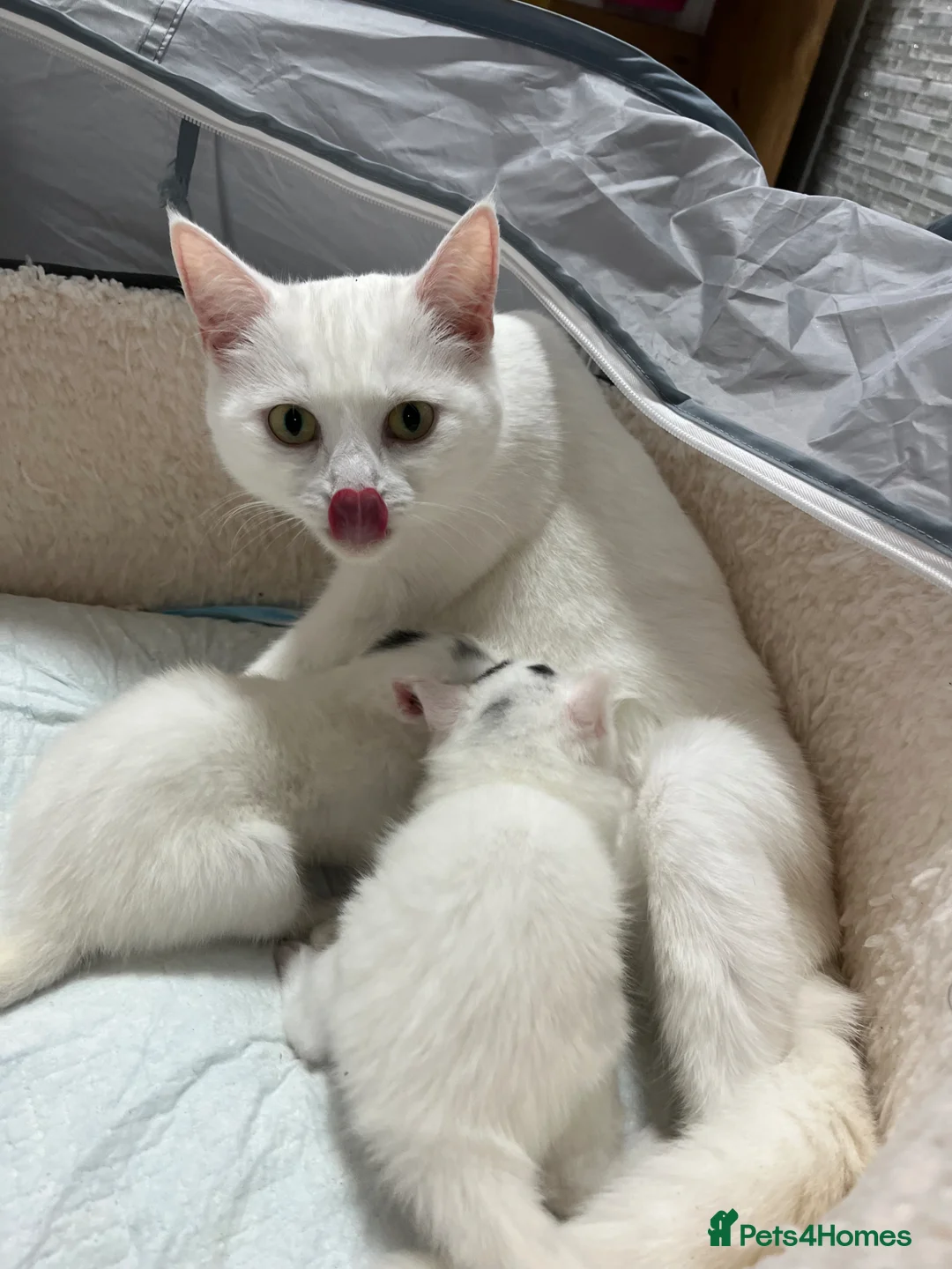 Turkish Angora cats for sale: White girl and black&white boy - Advert 1