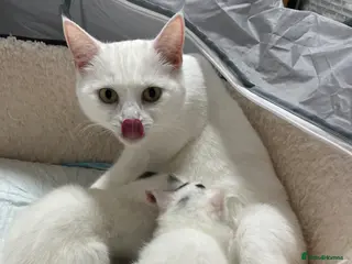 Turkish Angora cats White kitten girls twins - Advert 4