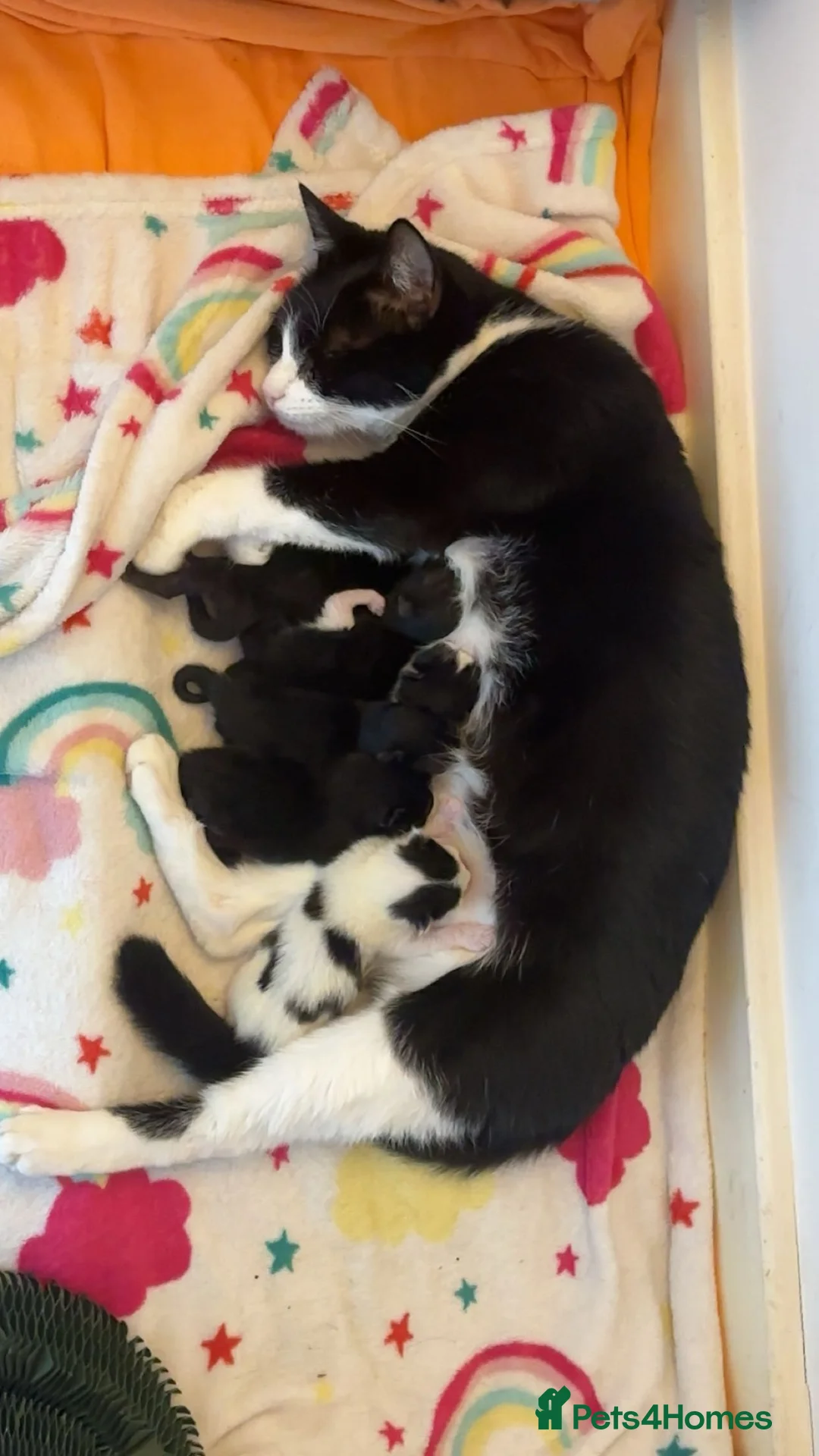 Mixed Breed cats for sale: small kittens for sale. in Burnley - Advert 2