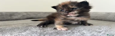 Black torbie female 