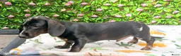 Dachshund dogs for sale: HUGO FULLY VAX  QUAILTY MINI KC Reg PRA CLEAR  - Advert 2