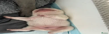 Gorgeous stocky cream male 