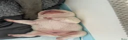 French Bulldog dogs for sale: Gorgeous Blue Female and Cream Male in Hornchurch - Advert 4
