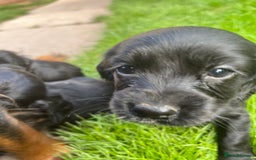 Cocker Spaniel dogs for sale: Pedigree working cocker spaniels - Image 2