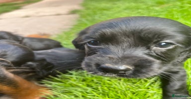 Cocker Spaniel dogs - Advert 1