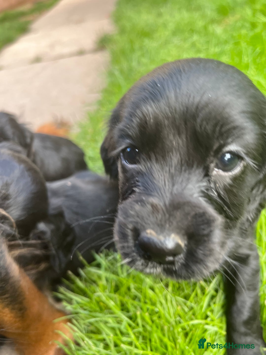 Cocker Spaniel dogs for sale: Pedigree working cocker spaniels - Image 2
