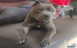 Staffordshire Bull Terrier dogs for sale: Blue/ Fawn Staffordshire Bull Terrier puppies  - Advert 13
