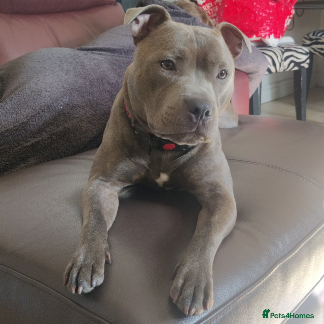 Staffordshire Bull Terrier dogs for sale: Blue/ Fawn Staffordshire Bull Terrier puppies  - Advert 13