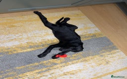 Labrador Retriever dogs for sale: Beautiful black Lab - Image 3