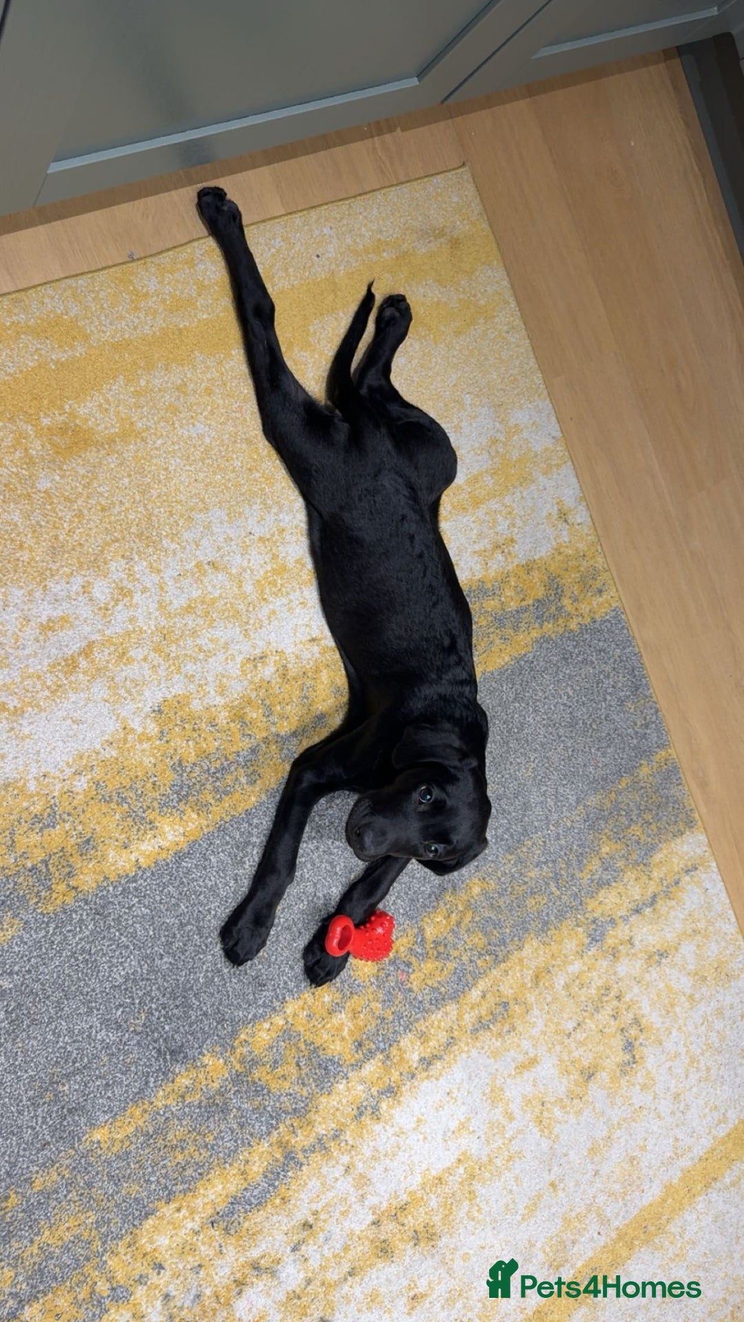 Labrador Retriever dogs for sale: Beautiful black Lab - Image 3