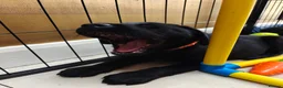 Labrador Retriever dogs for sale: Beautiful Black Labrador Boys Ready Soon - Advert 9
