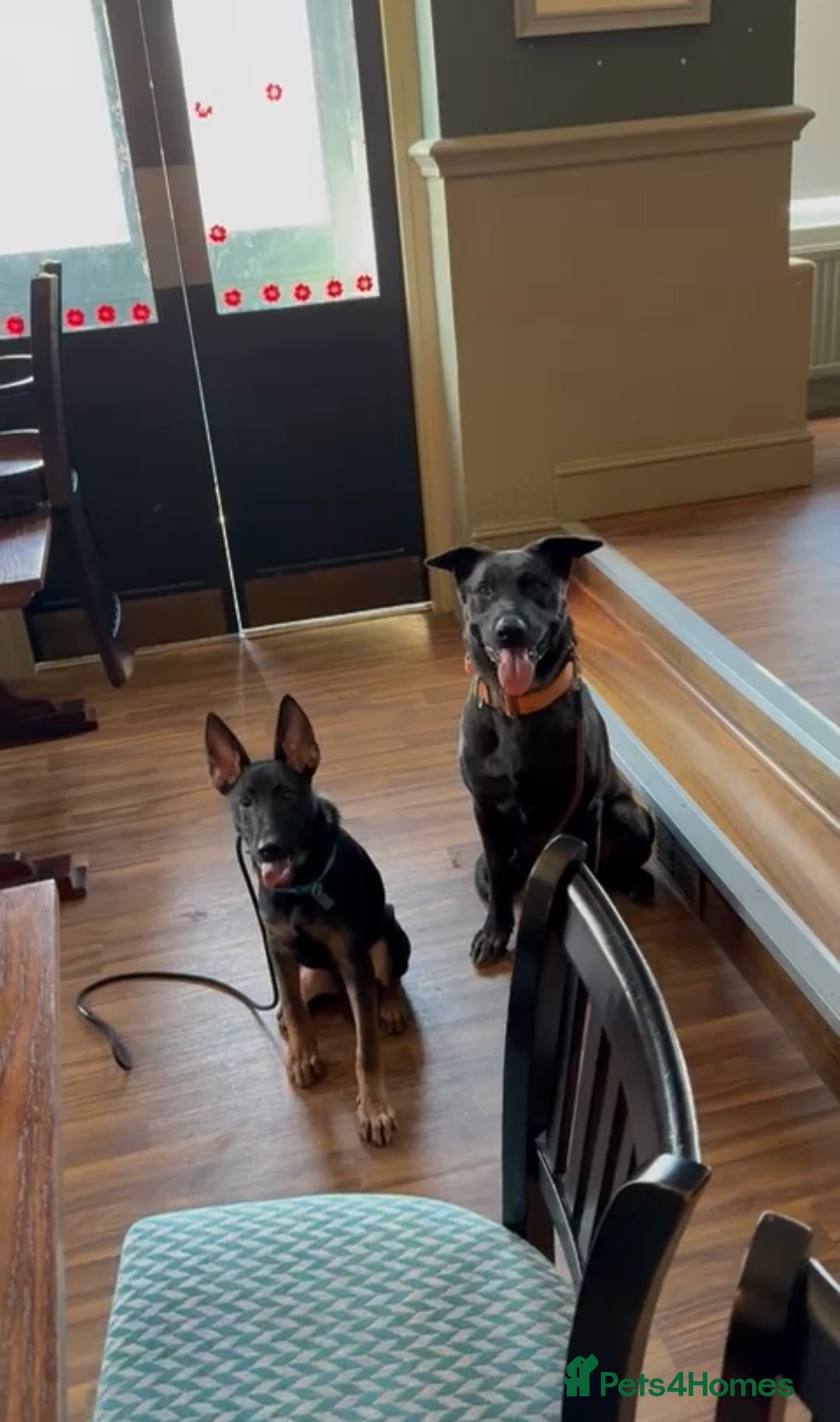 Belgian Shepherd Dog dogs for sale: Belgian Malinois X Dutch Herder  - Image 6