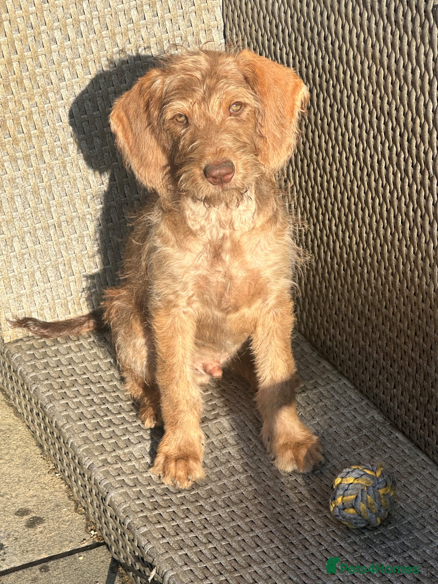 Labradoodle dogs Labradoodle puppies last 2 reduced ready now   - Advert 6