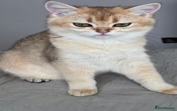 British Shorthair cats for sale: BSH GCCF Girl and Boy NY 12 GOLDEN BLACK SHEDDED  in Basildon - Image 4