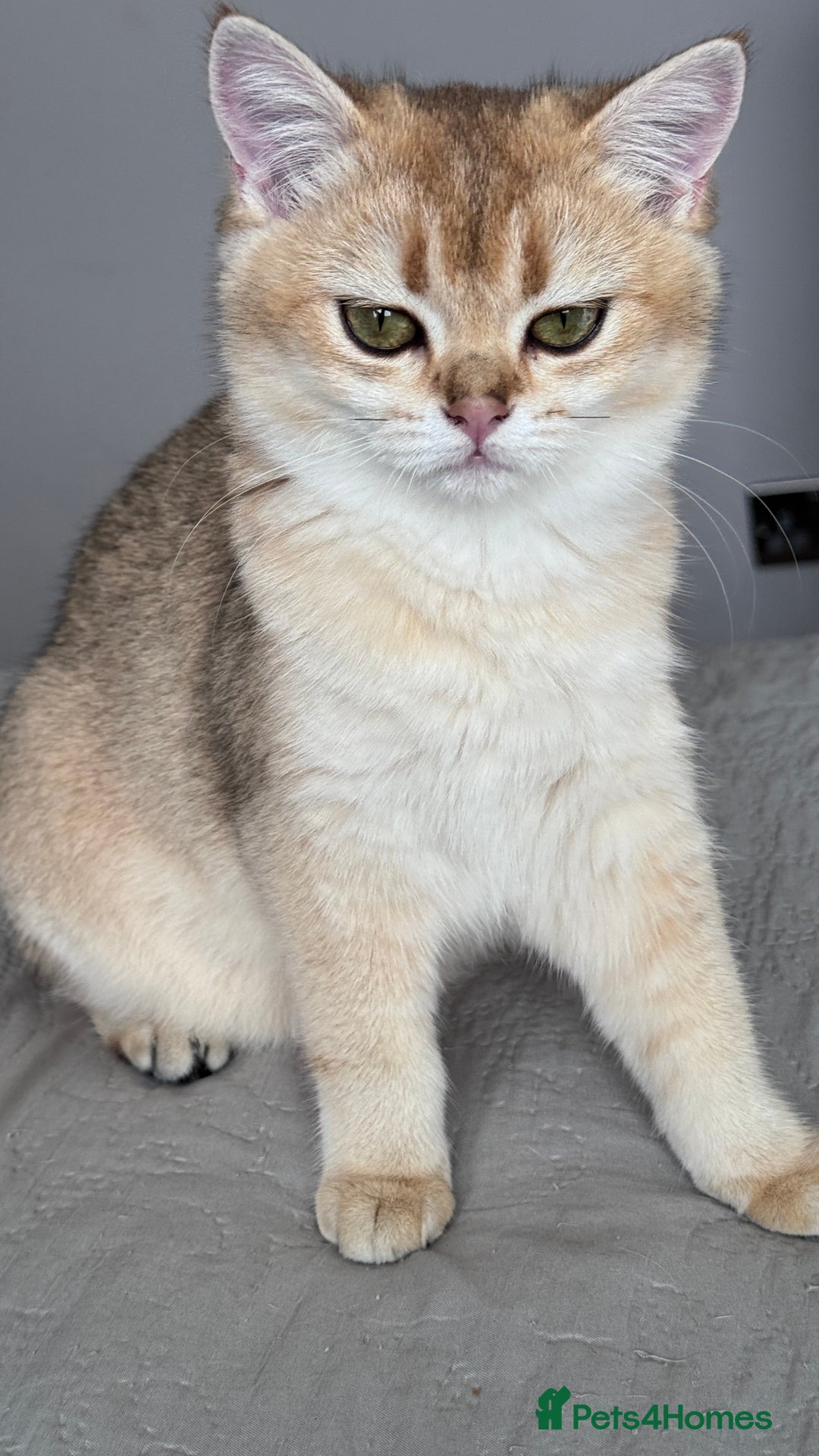 British Shorthair cats for sale: BSH GCCF Girl and Boy NY 12 GOLDEN BLACK SHEDDED  in Basildon - Image 4