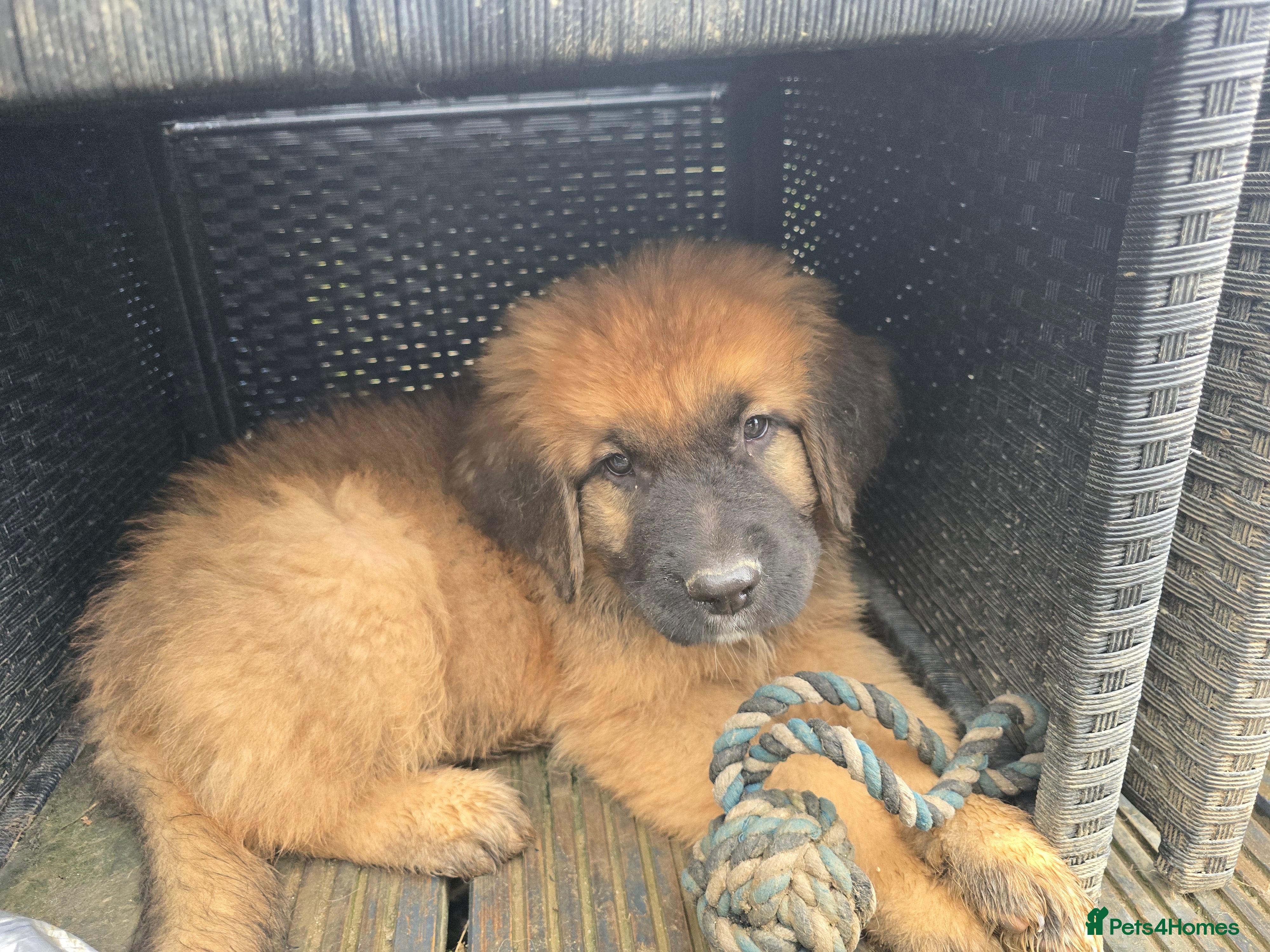 Mixed Breed dogs Leonberger cross Shepherd - Advert 3