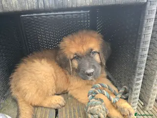 Mixed Breed dogs Leonberger cross Shepherd - Advert 1