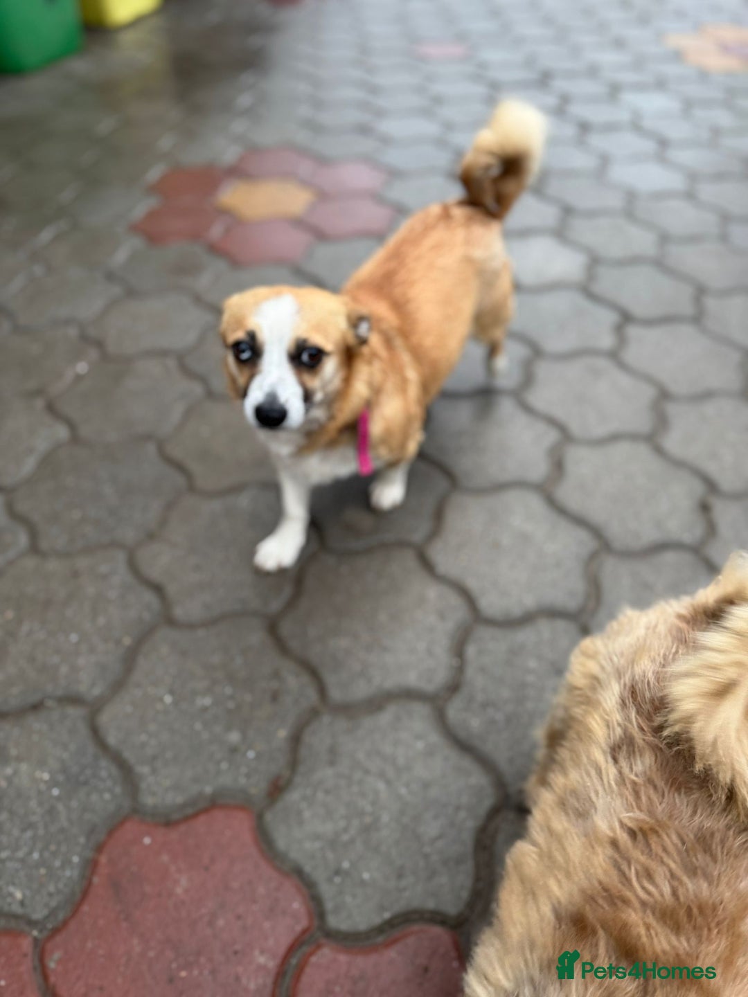 Mixed Breed dogs for adoption: FLORA - a Lovely tiny puppy girl for a Loving Home - Advert 36