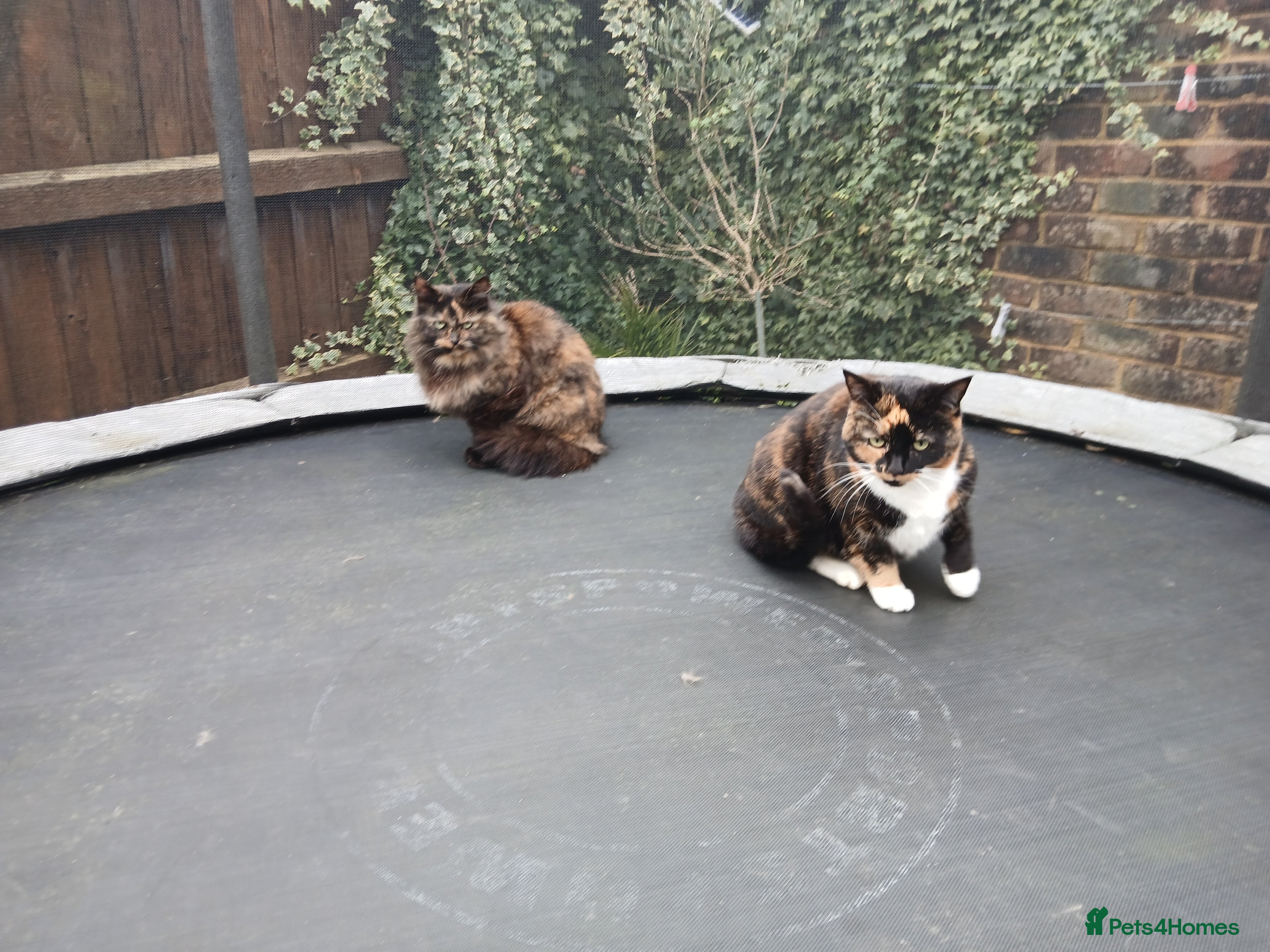 Mixed Breed cats Sister cats for sale - Advert 2