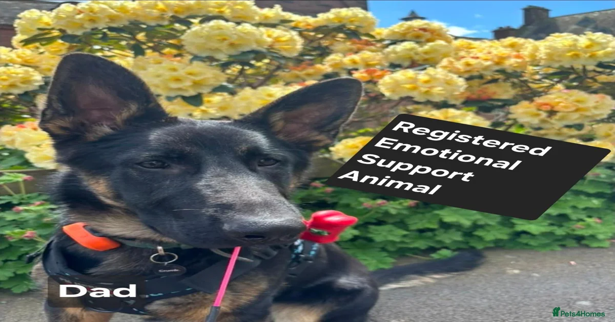 Fish Pets & Animals for sale | Pets4Homes