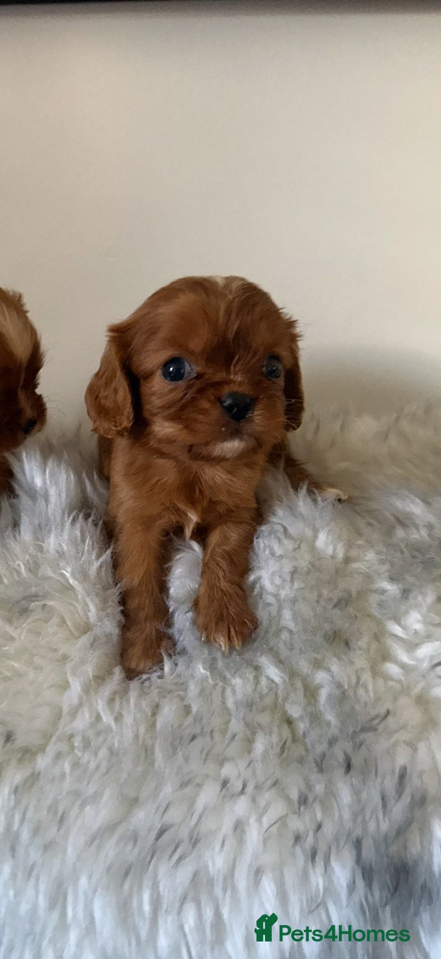 Cavalier King Charles Spaniel dogs DNA clear and kc registered cavalier puppies  - Advert 2