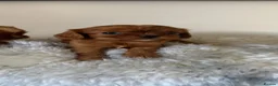 Cavalier King Charles Spaniel dogs for sale: KC registered DNA clear Cavalier pups, ready now - Advert 31
