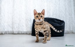 Bengal cats for sale: Stunning Bengal Girl- Top TICA pedigree- Ready NOW - Advert 31