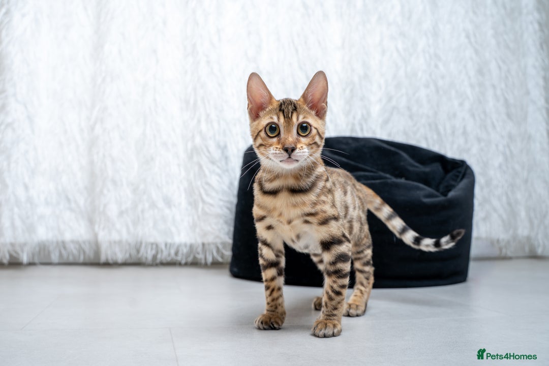 Bengal cats for sale: Stunning Bengal Girl- Top TICA pedigree- Ready NOW - Advert 31