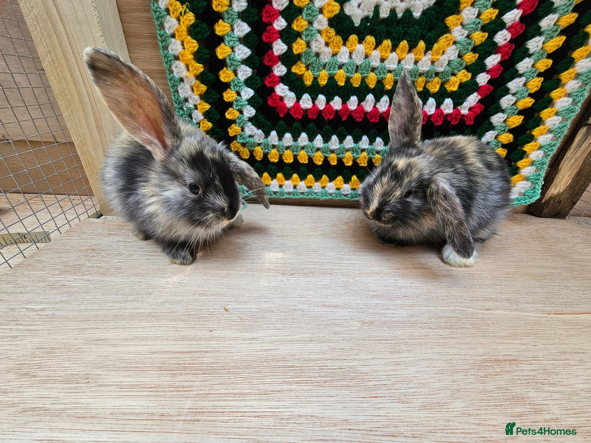 Mixed Breed rabbits Baby Rabbits for sale - Advert 1