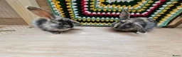 Mixed Breed rabbits for sale: Baby Rabbits for sale in London - Advert 1