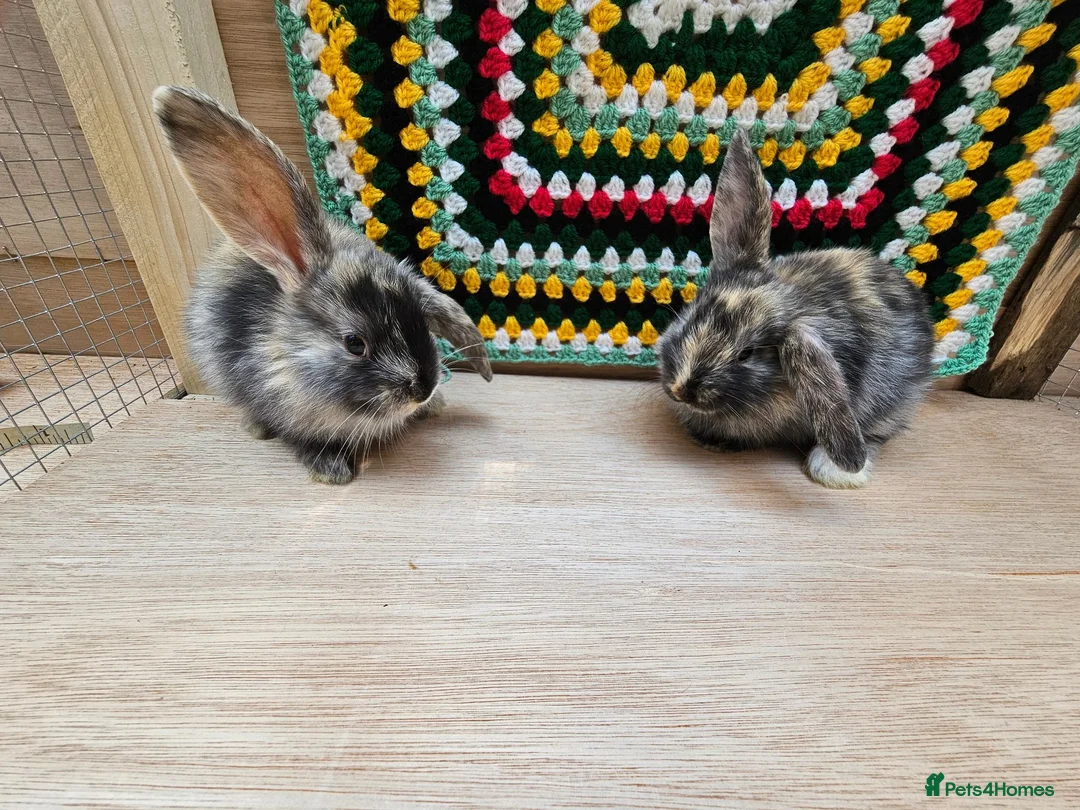 Mixed Breed rabbits for sale: Baby Rabbits for sale in London - Advert 1