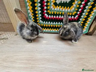 Mixed Breed rabbits Baby Rabbits for sale - Advert 1