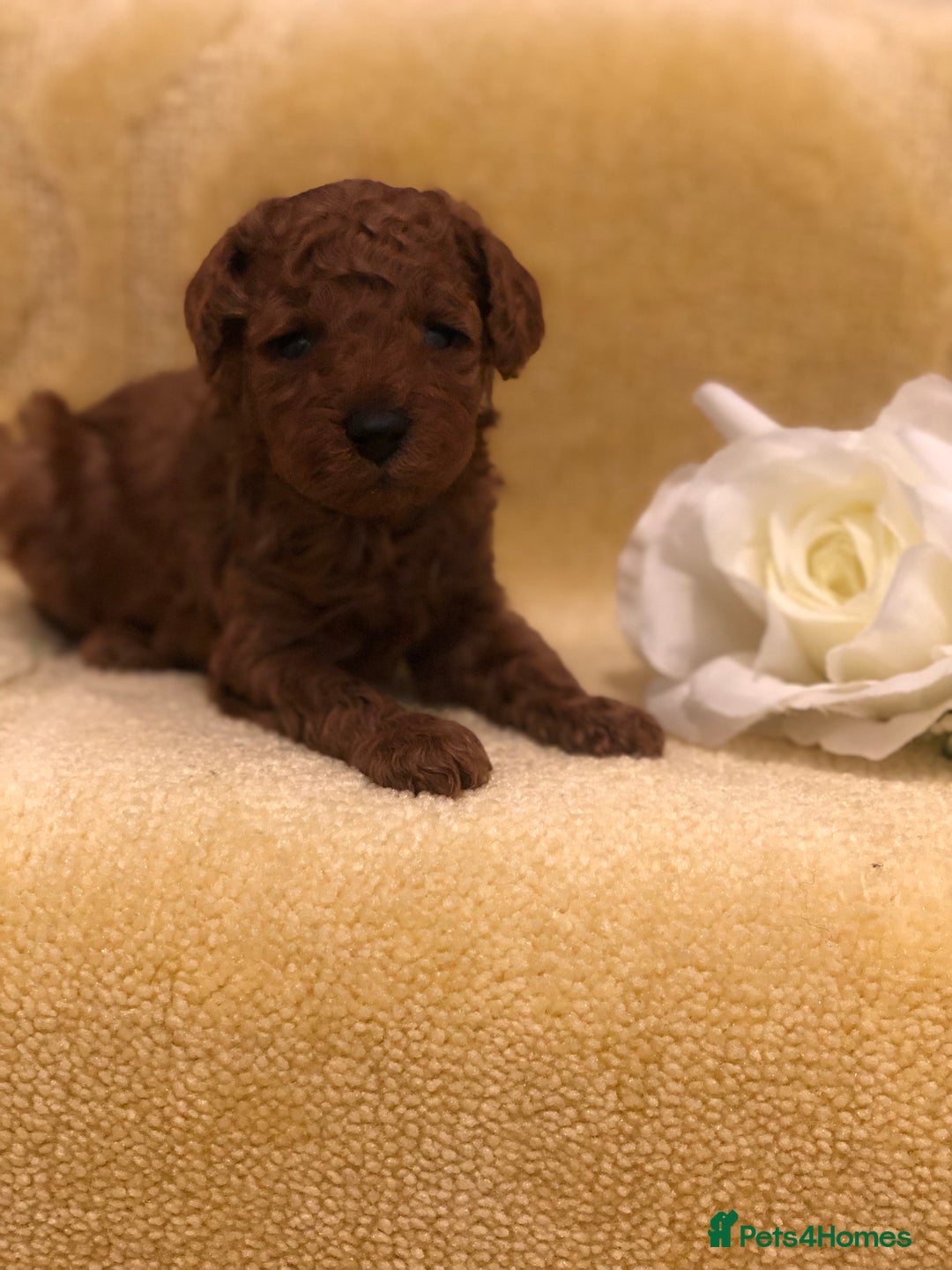 Toy Poodle dogs for sale: Tiny toy poodle puppies  Asian lines  - Image 4