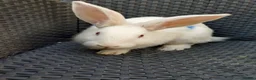 Mixed Breed rabbits for sale: New Zealand White cross Californian rabbits  - Advert 5