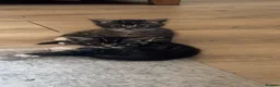 Mixed Breed cats for sale: 1 Male Tabby kitten for sale - Advert 4