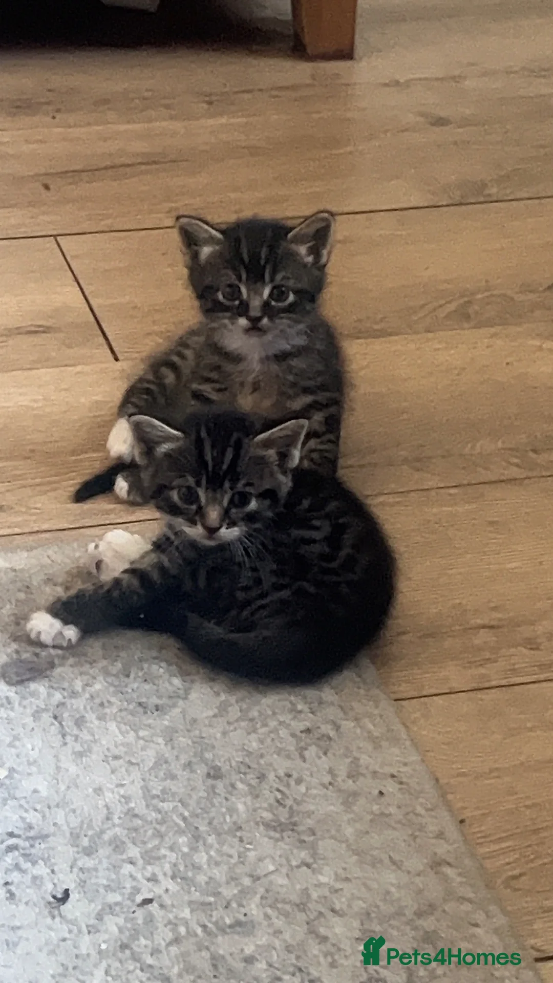 Mixed Breed cats for sale: 1 Male Tabby kitten for sale - Advert 4
