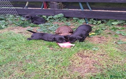 Patterdale Terrier dogs for sale: 4 Lovely Patterdale Puppies - Image 2