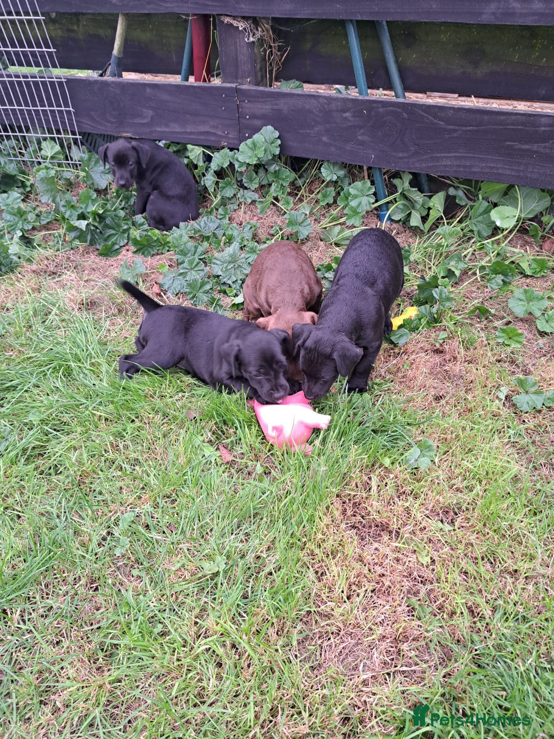 Patterdale Terrier dogs for sale: 4 Lovely Patterdale Puppies - Image 2