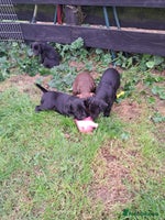 Patterdale Terrier dogs - Advert 3