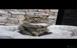 Mixed Breed cats for sale: kittens - Image 12
