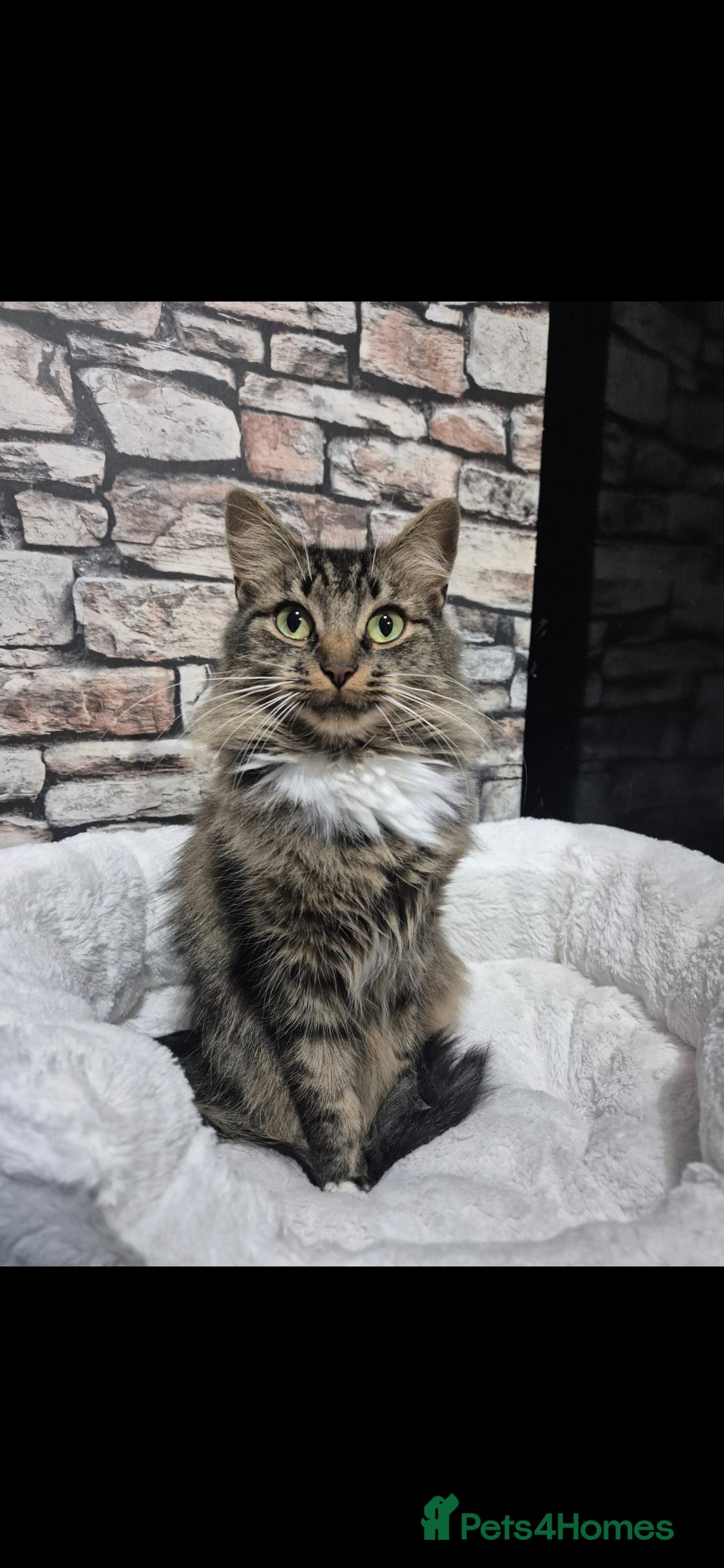 Mixed Breed cats for sale: kittens - Image 12