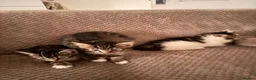 Mixed Breed cats for sale: 3 little kittens looking for a new home - Advert 3