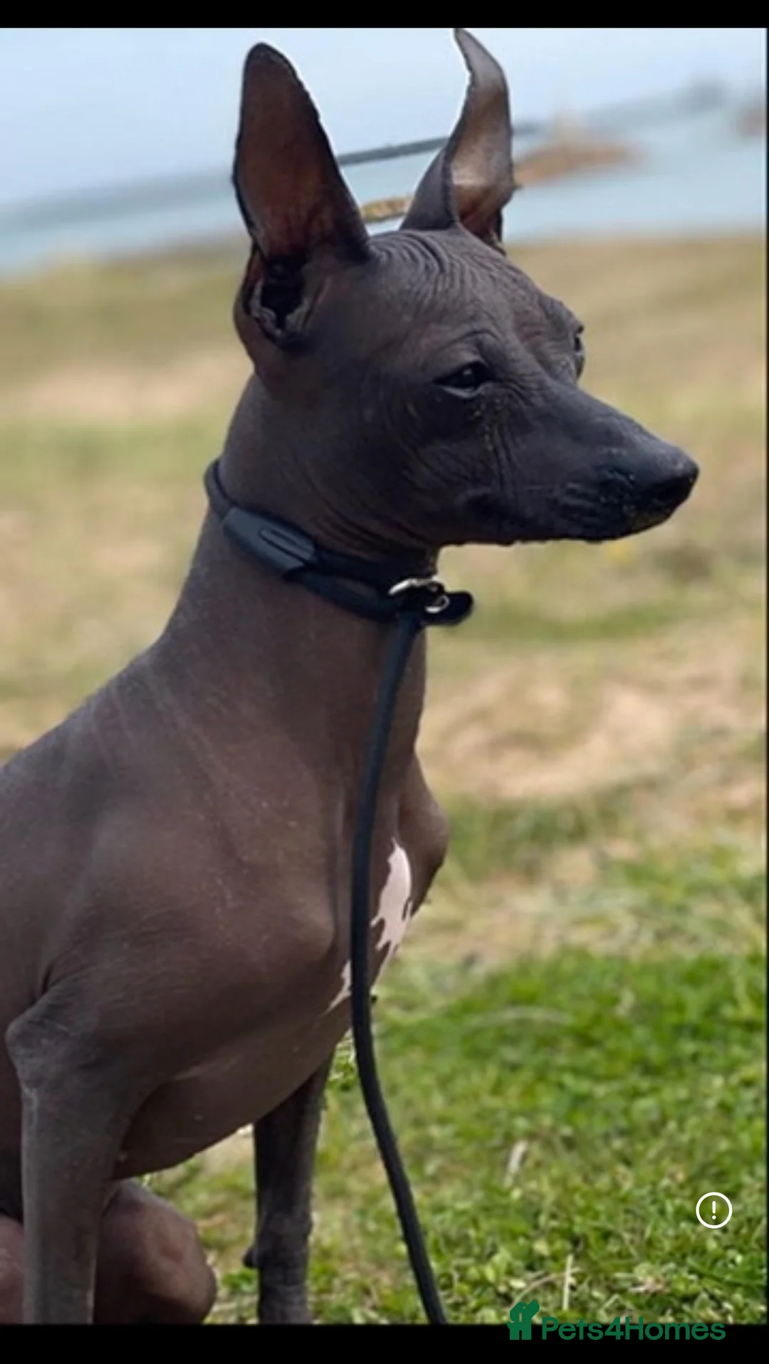 Mexican Hairless dogs for sale: Mexican Xoloitzcuintli coated/hairless mini in Peterhead - Advert 3