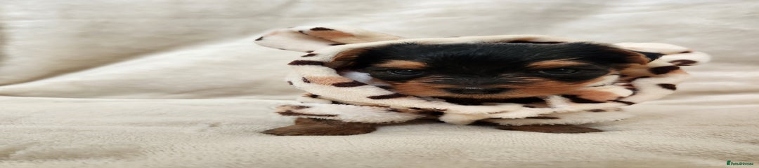 Yorkshire Terrier Puppy 5