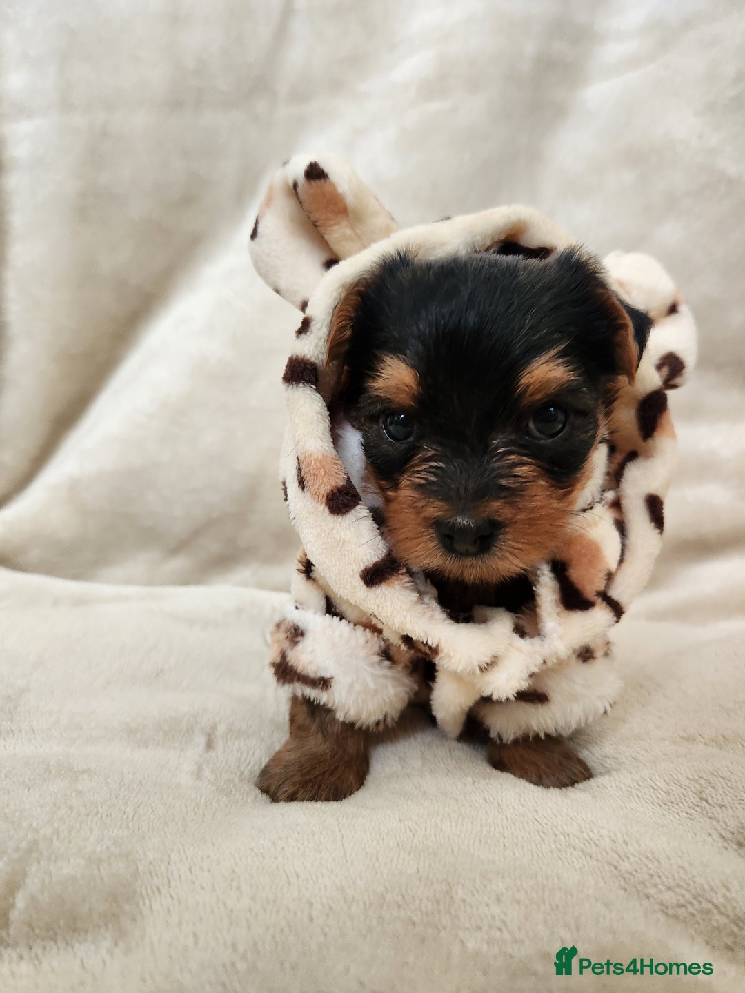 Yorkshire Terrier dogs for sale: 6 beautiful yorkie puppies - Image 16